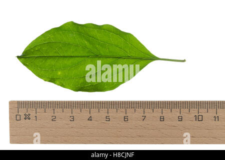 Blutroter Hartriegel, Cornus sanguineaund, gemeinsame Hartriegel, Dogberry, Cornouiller Sanguin. Blatt, Blätter, Blatt, Blätter Stockfoto
