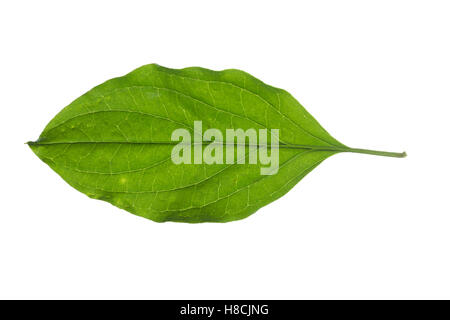 Blutroter Hartriegel, Cornus sanguineaund, gemeinsame Hartriegel, Dogberry, Cornouiller Sanguin. Blatt, Blätter, Blatt, Blätter Stockfoto