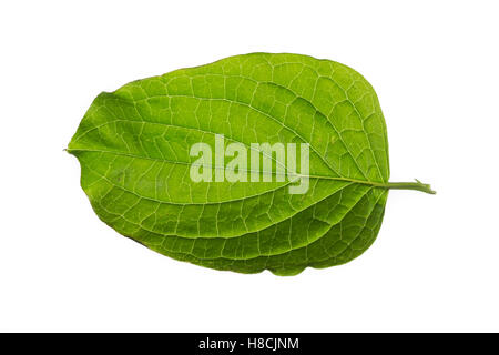 Blutroter Hartriegel, Cornus sanguineaund, gemeinsame Hartriegel, Dogberry, Cornouiller Sanguin. Blatt, Blätter, Blatt, Blätter Stockfoto