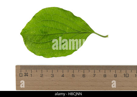 Blutroter Hartriegel, Cornus sanguineaund, gemeinsame Hartriegel, Dogberry, Cornouiller Sanguin. Blatt, Blätter, Blatt, Blätter Stockfoto