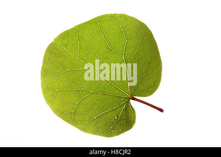 Gewöhnlicher Judasbaum, Cercis Siliquastrum, Siliquastrum Orbicularis, Judasbaum, Judas-Baum, L'Arbre de Judäa. Blatt, Blätter, Stockfoto