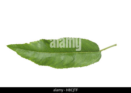 Mandelbaum, Mandel-Baum, Mandel, Prunus Dulcis, Amygdalus Dulcis, Amygdalus Communis, Prunus Amygdalus, Amygdalus Amara, Amygdal Stockfoto