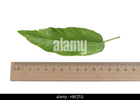 Mandelbaum, Mandel-Baum, Mandel, Prunus Dulcis, Amygdalus Dulcis, Amygdalus Communis, Prunus Amygdalus, Amygdalus Amara, Amygdal Stockfoto