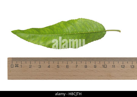 Mandelbaum, Mandel-Baum, Mandel, Prunus Dulcis, Amygdalus Dulcis, Amygdalus Communis, Prunus Amygdalus, Amygdalus Amara, Amygdal Stockfoto