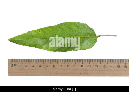 Mandelbaum, Mandel-Baum, Mandel, Prunus Dulcis, Amygdalus Dulcis, Amygdalus Communis, Prunus Amygdalus, Amygdalus Amara, Amygdal Stockfoto