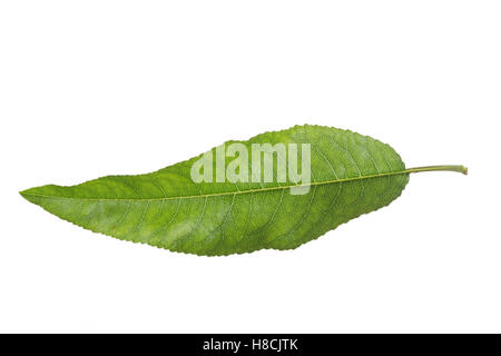 Mandelbaum, Mandel-Baum, Mandel, Prunus Dulcis, Amygdalus Dulcis, Amygdalus Communis, Prunus Amygdalus, Amygdalus Amara, Amygdal Stockfoto