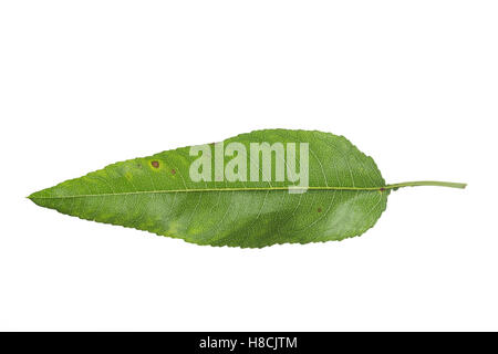 Mandelbaum, Mandel-Baum, Mandel, Prunus Dulcis, Amygdalus Dulcis, Amygdalus Communis, Prunus Amygdalus, Amygdalus Amara, Amygdal Stockfoto