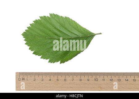 Gewöhnliche Mehlbeere, Mehl-Bier, Sorbus Aria, Mehlbeere, Alisier Blanc, Alouchier. Blatt, Blätter, Blatt, Blätter Stockfoto