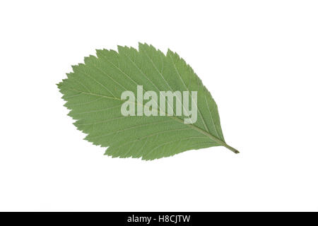 Gewöhnliche Mehlbeere, Mehl-Bier, Sorbus Aria, Mehlbeere, Alisier Blanc, Alouchier. Blat Blatt, Blätter, Blatt, Blätter, Stockfoto