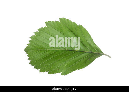 Gewöhnliche Mehlbeere, Mehl-Bier, Sorbus Aria, Mehlbeere, Alisier Blanc, Alouchier. Blatt, Blätter, Blatt, Blätter Stockfoto