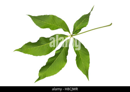 Gelbe Pavie, Gelbe Rosskastanie, Aesculus Flava, Appalachen-Rosskastanie Aesculus Octandra, gelbe Rosskastanie, süße Buckeye, Le P Stockfoto