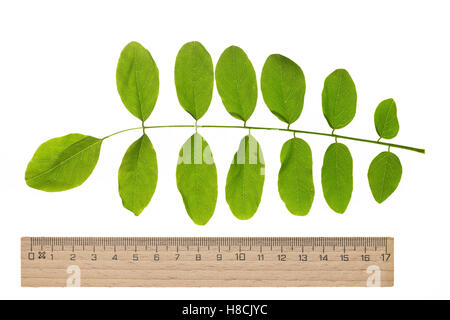 Gewöhnliche Scheinakazie, Schein-Akazie, Falsche Akazie, Robinie, Robinia Pseudoacacia, Robinie, falsche Akazie, Robinie, Le Stockfoto