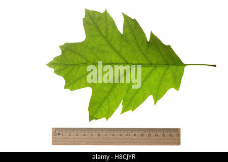 Roteiche, Rot-Eiche, Amerikanische Spitzeiche, Quercus Rubra, Quercus Borealis, Roteiche, Weltmeister Eiche, rot Stockfoto