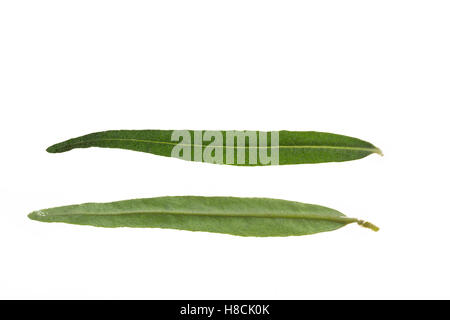 Sanddorn, Sand-Dorn, einem-Sanddorn, Hippophae Rhamnoides Rhamnoides, gemeinsame Sanddorn, Sanddorn, Argousier, Saule épi Stockfoto