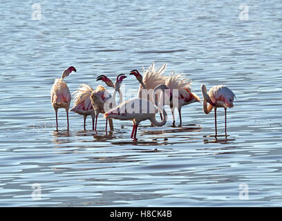 flauschige größere Flamingo Trio (Phoenicopterus Roseus) in Untiefen des Lake Bogoria Kenia Afrika im sanften Morgenlicht anzeigen Stockfoto