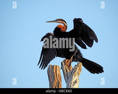 Snakebird aka afrikanischen Darter (Anhinga Rufa) trocknen seine Verbreitung Flügel auf einem abgestorbenen Baum am Lake Baringo im kenianischen Rift Valley Afrika Stockfoto