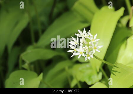 Blüten von der Gewürzpflanze tragen Lauch (Allium Ursinum). Stockfoto
