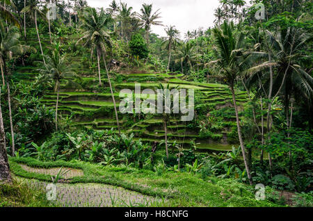 Tegalalang terrassierten Reisfelder, Bali. Stockfoto