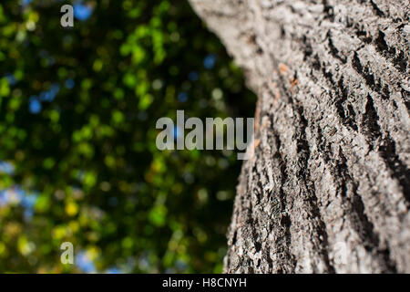 Die stark strukturierte Rinde eines großen Baumes in der Herbstsonne. Stockfoto