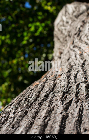 Die stark strukturierte Rinde eines großen Baumes in der Herbstsonne. Stockfoto