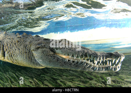 Jardines De La Reina (Gärten der Königin) ist einer der größten Schutzgebiet Kubas. Amerikanisches Krokodil (Crocodylus Acutus). Stockfoto