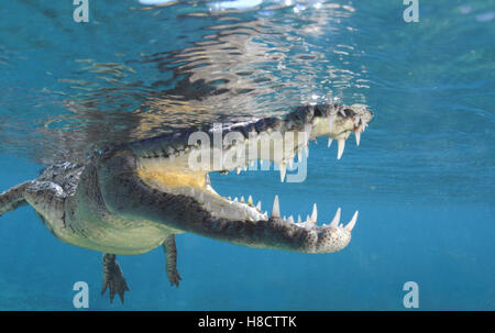 Jardines De La Reina (Gärten der Königin) ist einer der größten Schutzgebiet Kubas. Amerikanisches Krokodil (Crocodylus Acutus). Stockfoto