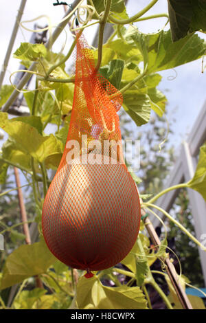 Cucumis Melo var. Cantalupo - Melone Melone Emir F1 im englischen Gewächshaus wachsen Stockfoto