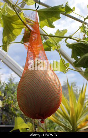 Cucumis Melo var. Cantalupo - Melone Melone Emir F1 im englischen Gewächshaus wachsen Stockfoto