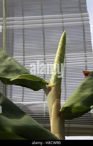 Kahill Ingwer - Ginger Lily Pflanze Blütenstand Stockfoto