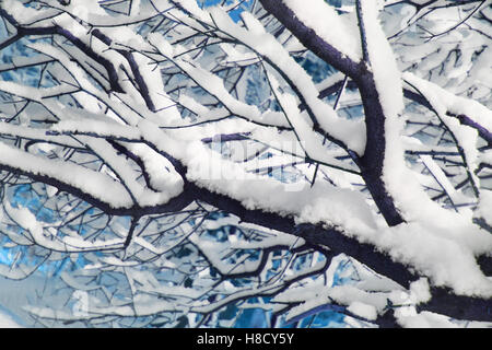 Äste mit viel Schnee bedeckt hautnah Stockfoto