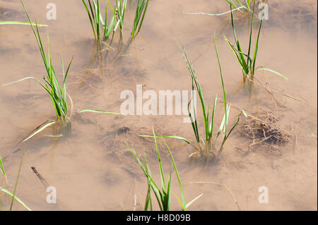 Wilder Reispflanzen (Zizania) Stockfoto