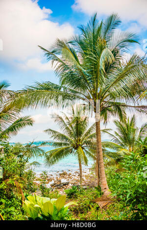 Kokospalmen entlang der Küste von Long Beach, San-Sok-Dorf, Insel Koh Rong, Krong Preah Sihanouk, Sihanoukville, Kambodscha Stockfoto