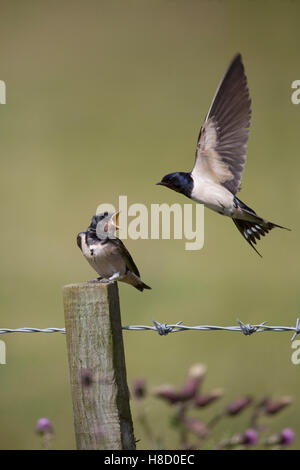 Rauchschwalbe (Hirundo Rustica) Küken auf Zaunpfosten gefüttert von Erwachsenen im Flug Stockfoto