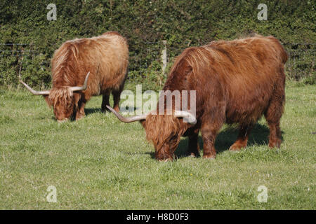 Zwei Shetland Aberdeen Angus-Rinder weiden im Feld Stockfoto