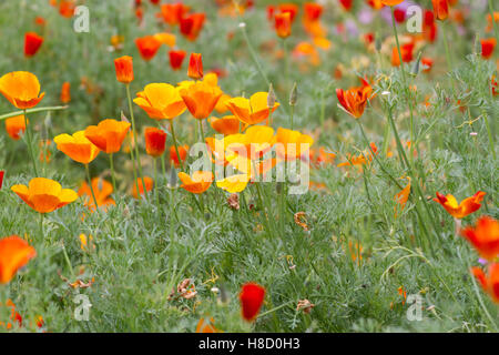 Viel Mohn wächst im Bereich des Botanischen Gartens. Tag des Gedenkens Stockfoto