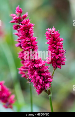 Dunkel rosa Blume Spikes von Hardy, Sommer bis Herbst blühen mehrjährig, Persicaria Amplexicaulis "Blackfield" Stockfoto