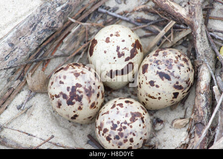 Tern Nest mit 4 Eiern. Der Vogel lebt auf dem Herd in der Nähe der Flüsse am Strand Stockfoto