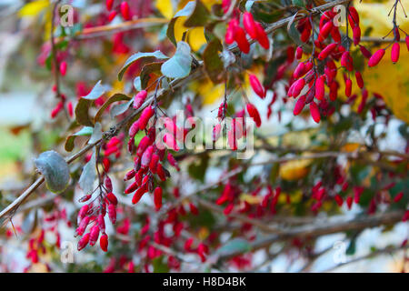 Reife Früchte von Berberis auf den Zweigen im Wald Stockfoto