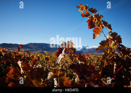 11.10.16-Weinberge in der Nähe von Badaran, La Rioja, Spanien, mit Mount San Lorenzo nach Schneefall im Gebirge der Sierra De La Demanda. Stockfoto