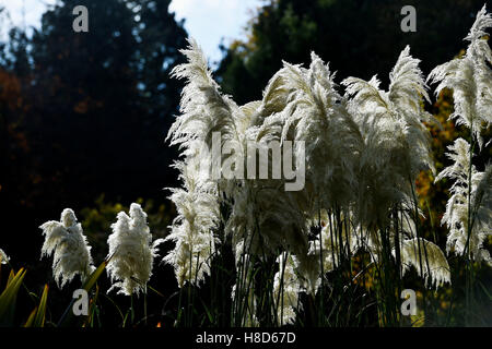 Pampasgras an Preston Park Rock Gardens in Brighton UK Stockfoto