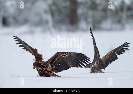 Zwei weiß-angebundene Adler / Seeadler Seeadler / Ernes (Haliaeetus Horste) kämpfen im Schnee im Winter Stockfoto