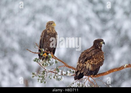 Zwei Seeadler / Meer Adler / Ernes (Haliaeetus Horste) Erwachsenen und Jugendlichen thront im Baum bei Schneefall im Winter Stockfoto