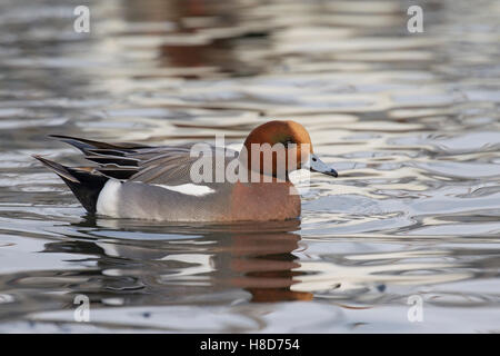 Eurasische Pfeifenten / eurasischen Pfeifente (Anas Penelope / Mareca Penelope) Männchen Schwimmen im Teich im Winter Stockfoto