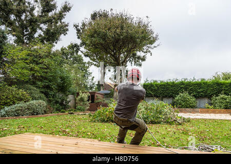 Ein Baumpfleger, Holzfäller, zieht das Seil an einer Eiche befestigt, während sein Kollege den Baumstamm Koteletts, um die t fiel Stockfoto