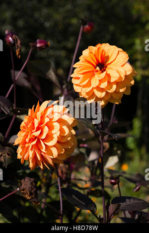 Dahlie David Howard Blüte im Oktober in Großbritannien Stockfoto