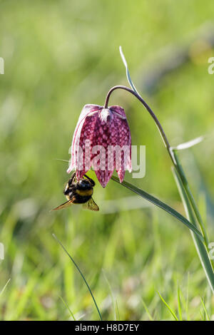 Hummel (Bombus) auf einer Blume Schlangen Kopf Fritillary (Fritillaria Meleagris). Stockfoto