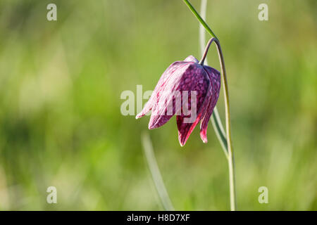 Schlangen Kopf Fritillary (Fritillaria Meleagris) Stockfoto