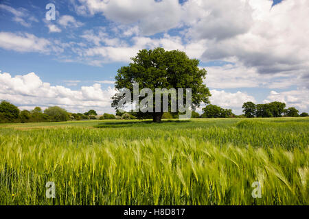 Große einzelne Eiche in einem Feld von junge grüne Gerste unter Sommerhimmel Stockfoto