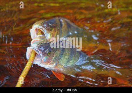 Frischer Fisch und alte Wege seine Erhaltung 8.  Fluss Barsch (Percha Fluviatilis). Setzen Sie auf hölzernen Fisch Schnur und Plac Fisch Stockfoto