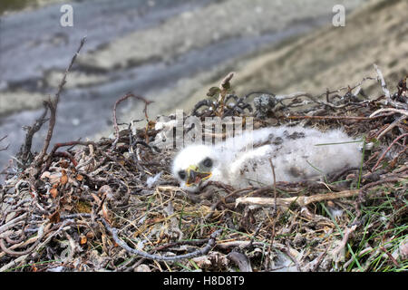 Weiße flauschige Vogel ist Rough-legged Buzzard in Nest auf Felsen. Im Hintergrund ist in polare Wüste-River-Canyon. Nowaja Semlja Archipe Stockfoto